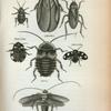 Blatta: gigantea, Orientalis, Americana, heteroclita.