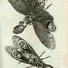 Fulgora: F. Lanternaria.