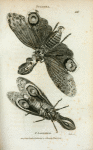 Fulgora: F. Lanternaria.