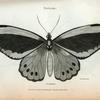 Papilio: Priamus.