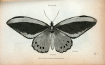 Papilio: Priamus.