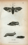 Sphinx: Sphinx ocellata.