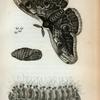Phalæna: Phalæna Junonia.