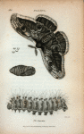Phalæna: Phalæna Junonia.