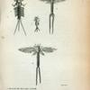 Ephemera: Swammerdamiana, 1. larva in the first year's growth, 2. larva full grown,  3. male Ephemera; 4. female Ephemera.