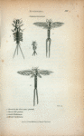 Ephemera: Swammerdamiana, 1. larva in the first year's growth, 2. larva full grown,  3. male Ephemera; 4. female Ephemera.