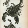 Scorpio: Americanus, Afer, Europæus.