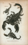 Scorpio: Americanus, Afer, Europæus.