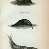 Black Slug; Limax Maximus or Spolled Brown Slug.