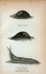Black Slug; Limax Maximus or Spolled Brown Slug.