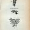 Doris Papillosa; Doris Radiata.