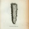 Phosphoric Pyrosoma.