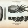 Sepia Officinalis or Common Cuttle Fish; Calcareous bone of ditto with a longitudinal section of the same; Eggs of ditto popularly called Sea Grapes.