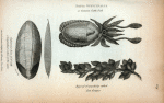 Sepia Officinalis or Common Cuttle Fish; Calcareous bone of ditto with a longitudinal section of the same; Eggs of ditto popularly called Sea Grapes.