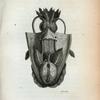 Cuttle Fish laid open.