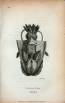 Cuttle Fish laid open.