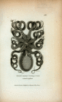 Eight-armed Cuttle Fish viewed in front.
