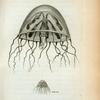 Medusa Campanella or Bell Medusa in its natural size & magnified.