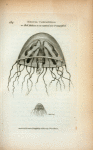 Medusa Campanella or Bell Medusa in its natural size & magnified.