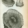 Actinia varia; Actinia Dianthus; Actinia Cereus or Rose-tipped Actinea.