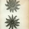 Asterias Papposa or Twelve rayed Star Fish.