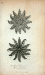 Asterias Papposa or Twelve rayed Star Fish.
