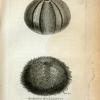 Echinus Esculentus or Common Sea Urchin; The same with the Spines rubbed off.