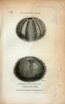 Echinus Esculentus or Common Sea Urchin; The same with the Spines rubbed off.