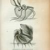 Argonaut or Paper Nautilus in different views.