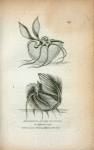 Argonaut or Paper Nautilus in different views.