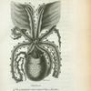Animal of the granulated ot tuberculated Paper Nautilus.