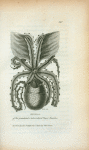 Animal of the granulated ot tuberculated Paper Nautilus.