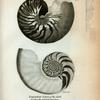 Nautilus Pompilius or Pearly Nautilus; Longitudinal Section of the Shell to shew [sic] the internal structure.