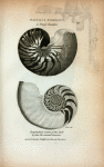 Nautilus Pompilius or Pearly Nautilus; Longitudinal Section of the Shell to shew [sic] the internal structure.