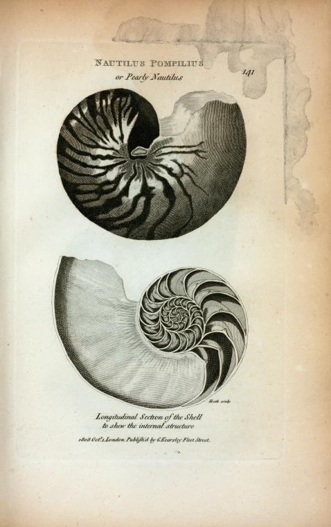 Nautilus Pompilius or Pearly Nautilus; Longitudinal Section of the