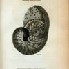 Pearly Nautilus with the Animal seated in it and expanding its hood or sail.