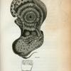 Animal of the Pearly Nautilus taken out of its Shell; Outline of one of the Arms.