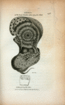Animal of the Pearly Nautilus taken out of its Shell; Outline of one of the Arms.