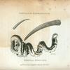 Dentalium Elephantinum; Serpula Muricata.