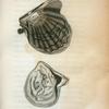 Mytilus Margaritiferus or Pearl Muscle; Inside View.