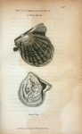 Mytilus Margaritiferus or Pearl Muscle; Inside View.
