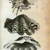 Spondylus Gædaropus or Subauriculated Spondylus; Chama Gigas or Great Clamp Shell.