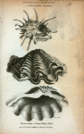 Spondylus Gædaropus or Subauriculated Spondylus; Chama Gigas or Great Clamp Shell.