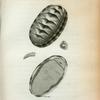 Chiton Squamosus; Under view shewing the Animal with a view of one of the branchia & scales magnified.
