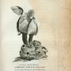 Lepas Anatifera or Barnacle Shell at the base of which are seen some other species of the same genus.
