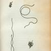 Different Views of the Gordius Aquaticus in its natural size.