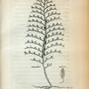 Sertularia Pinnata.
