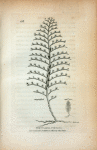 Sertularia Pinnata.