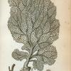 Gorgonia Flabellum or Venus's Fan.