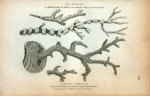 Isis Hippuris or Black & white Iis both in its natural state & decorticated; Gorgonia Pretiosa  or Red Coral both in its natural state & decorticated.